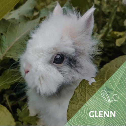 Image Glenn