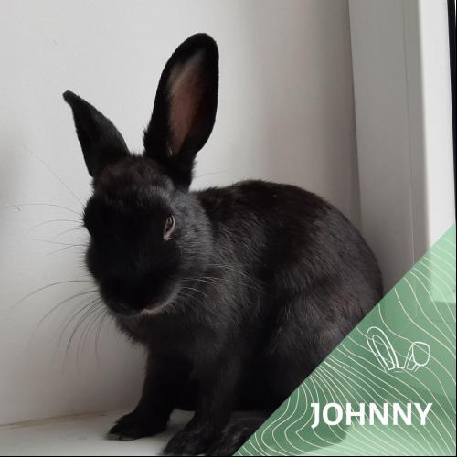 Image Johnny