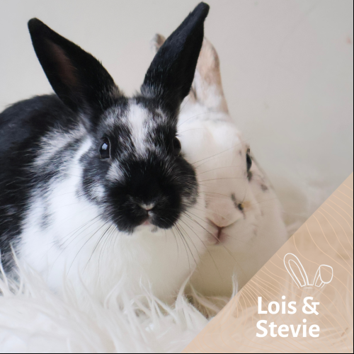 Lois et Steevie