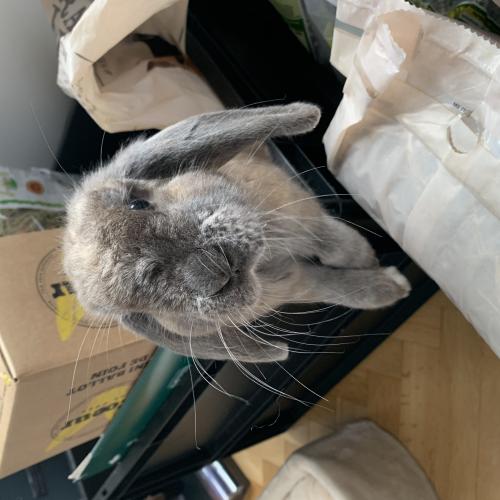 Image Louis