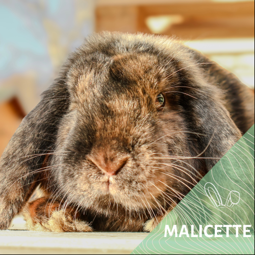 Malicette