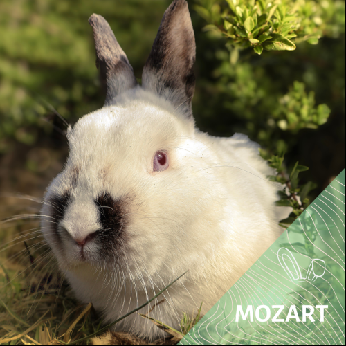 Mozart
