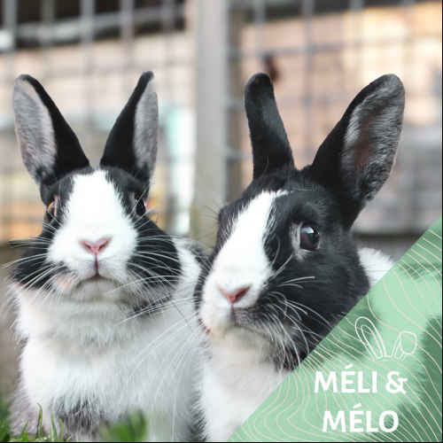 Méli & Mélo