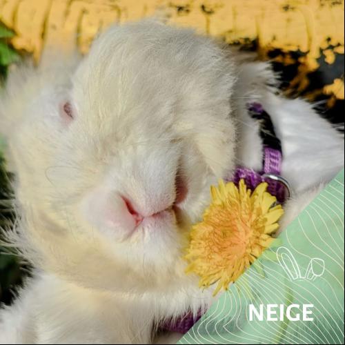 Image Neige