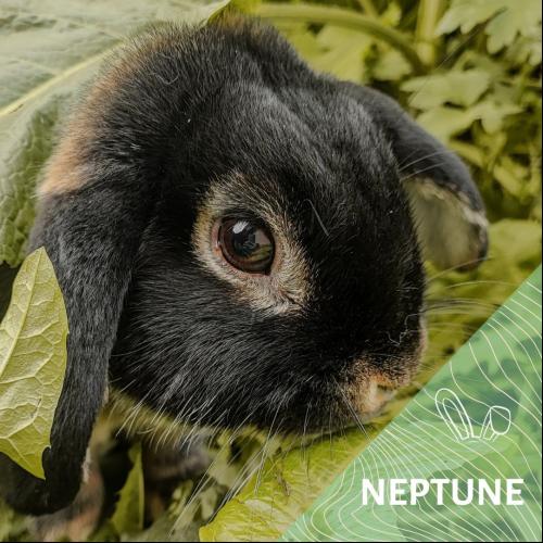Image Neptune