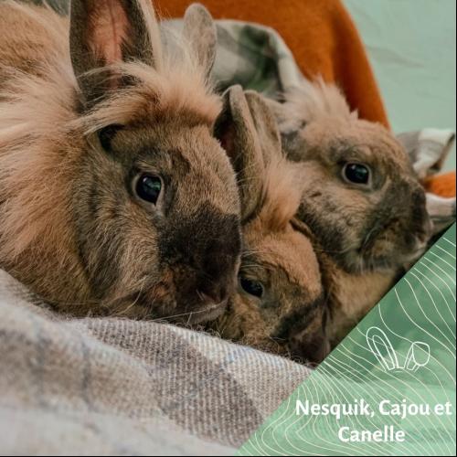 Image Nesquik, Cajou et Canelle