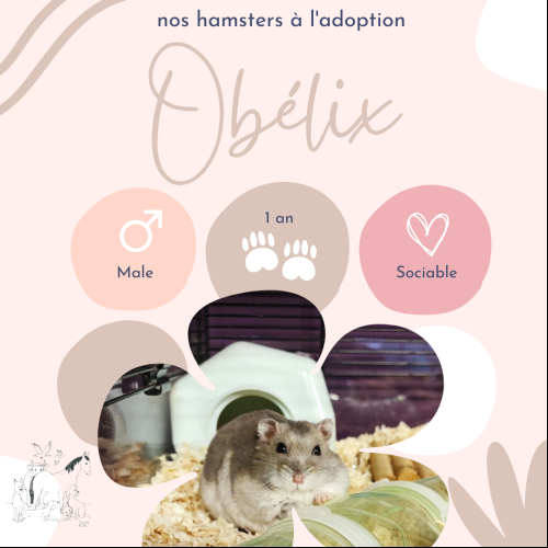 Image Obélix
