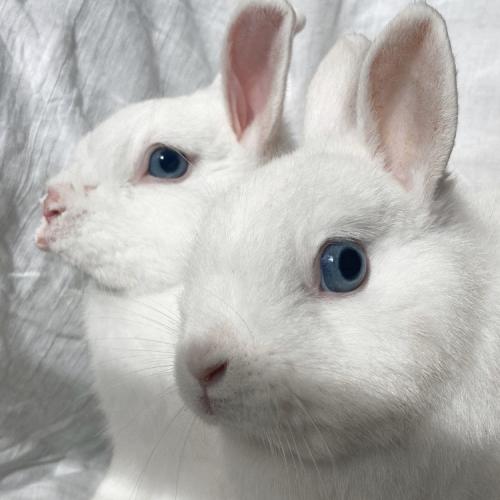 Image Olaf et Ajax