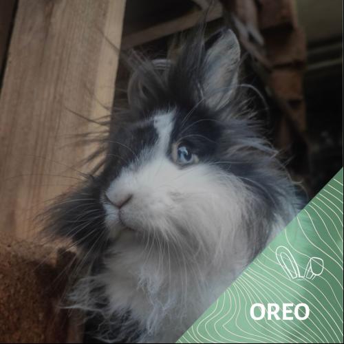 Image Oréo