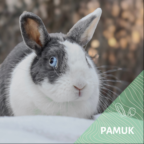 Pamuk