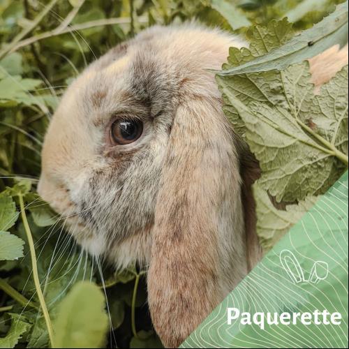 Image Paquerette