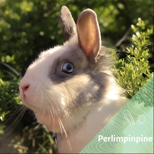 Perlimpinpine