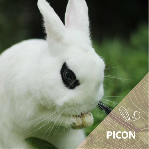 Picon
