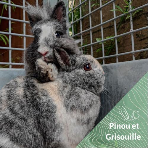 Image Pinou,  Grisouille