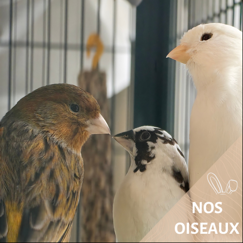 Ploc, Pouic, Plic, Zip, Cui et Piou