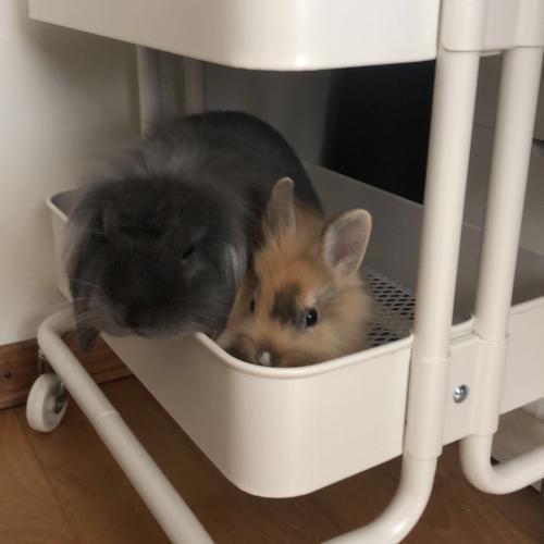 Image Plumo et Roxy