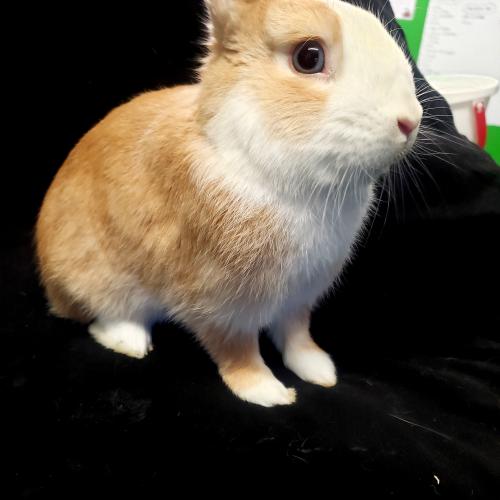 Image Rabbit