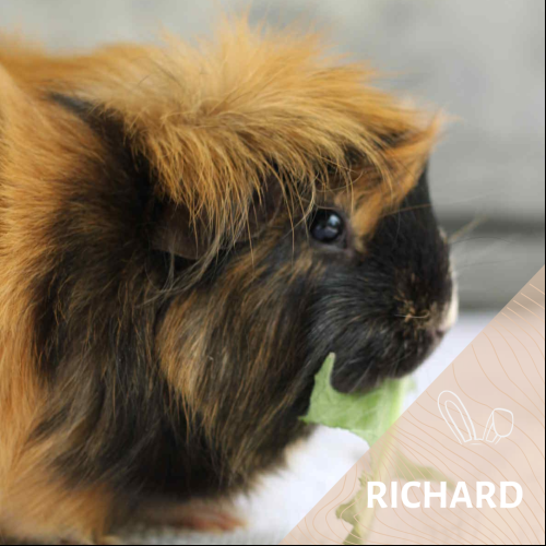 Image Richard