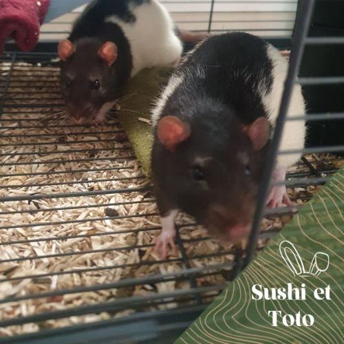Image SUSHI et TOTO