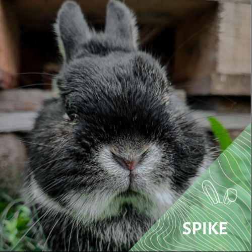 Image Spike