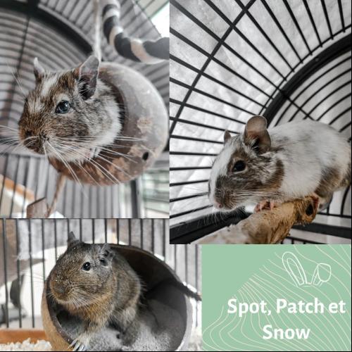Image Spot, Patch et Snow