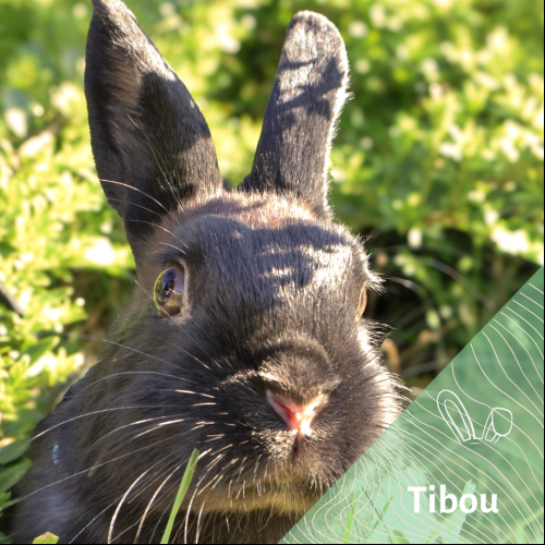 Tibou