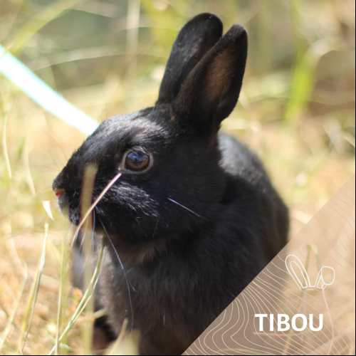 Tibou