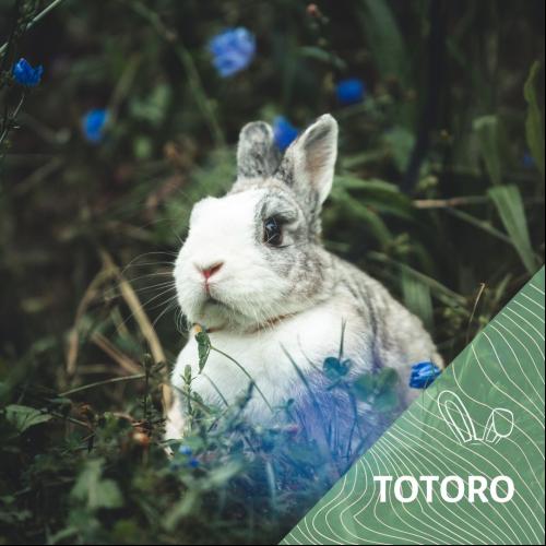 Image Totoro