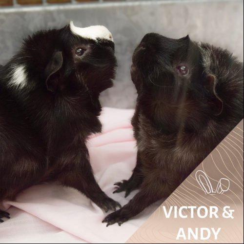 Victor et Andy