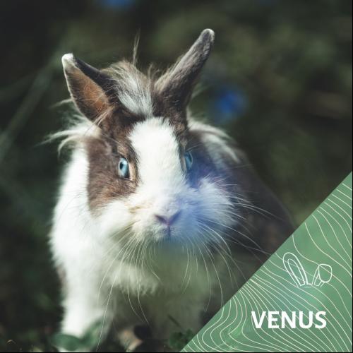 Image Vénus
