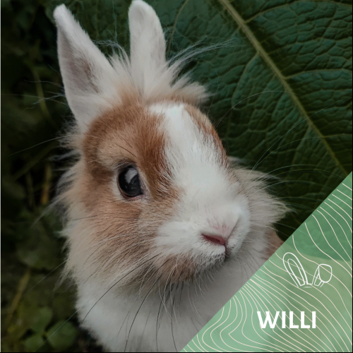 Image Willi