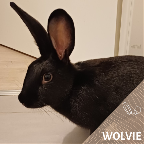 Wolvie