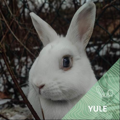Image Yule