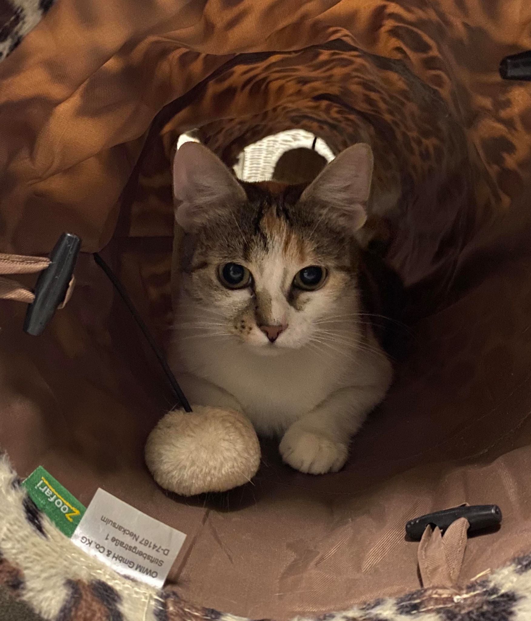 Chataigne - femelle stérilisé ~2ans adoptable à la SPA de Strasbourg