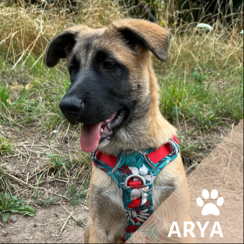 Arya