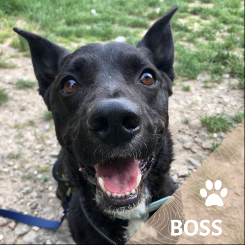 Boss