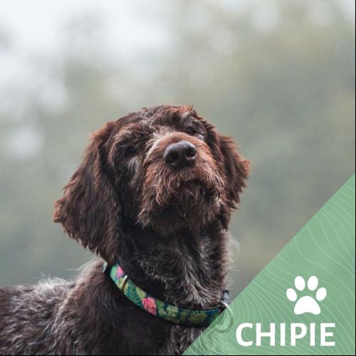 Image Chipie