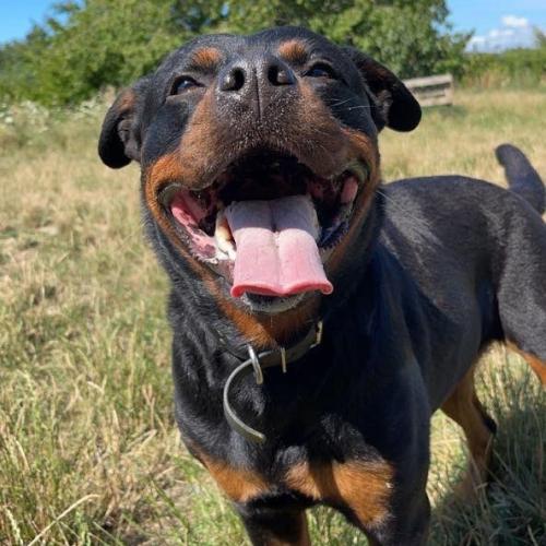 Image Coco