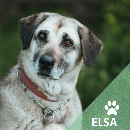 Elsa