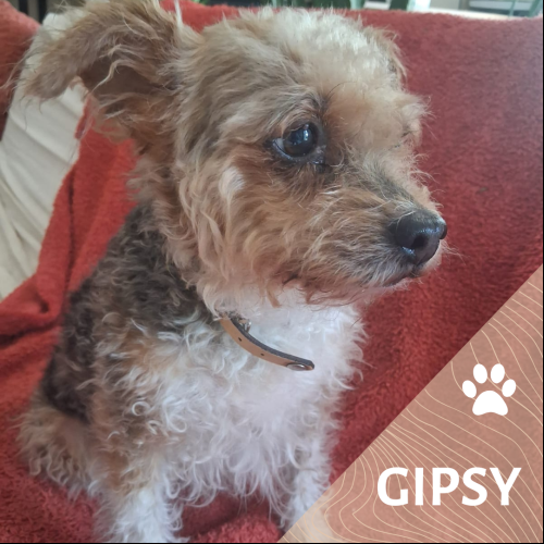 Gipsy