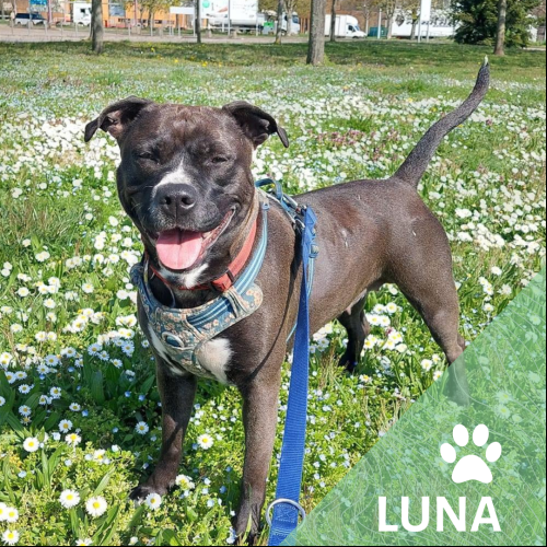 Luna