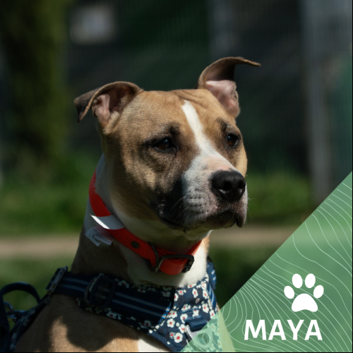 Maya