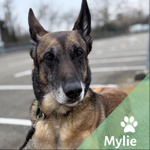 Mylie