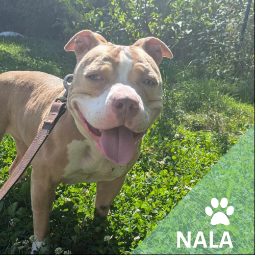 Nala