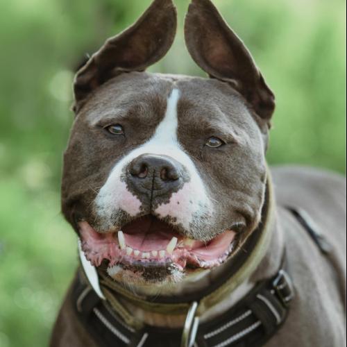 Image O Tyson