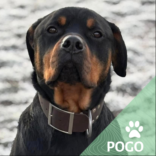 Pogo
