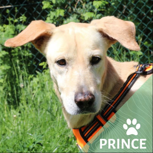 Prince