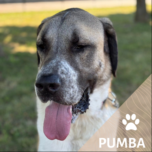 Pumba