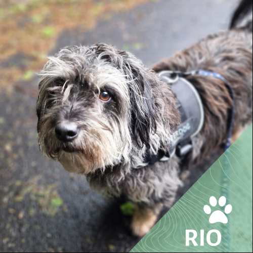 Rio