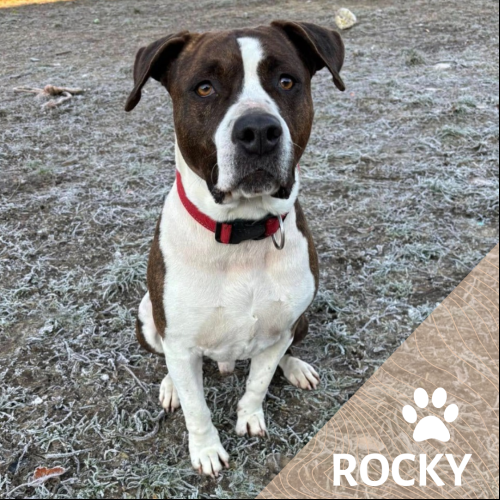 Rocky